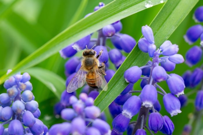 A close-up shot of a bee crawling on petals of a purple hyacinth flower, showcasing invasive plants and pollinators