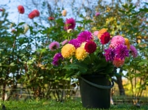 A close-up shot of a black colored bucket filled with various cut blooms, showcasing how to make dahlia flowers last