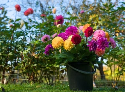 A close-up shot of a black colored bucket filled with various cut blooms, showcasing how to make dahlia flowers last