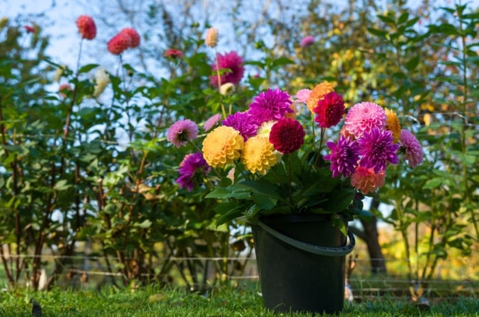 A close-up shot of a black colored bucket filled with various cut blooms, showcasing how to make dahlia flowers last