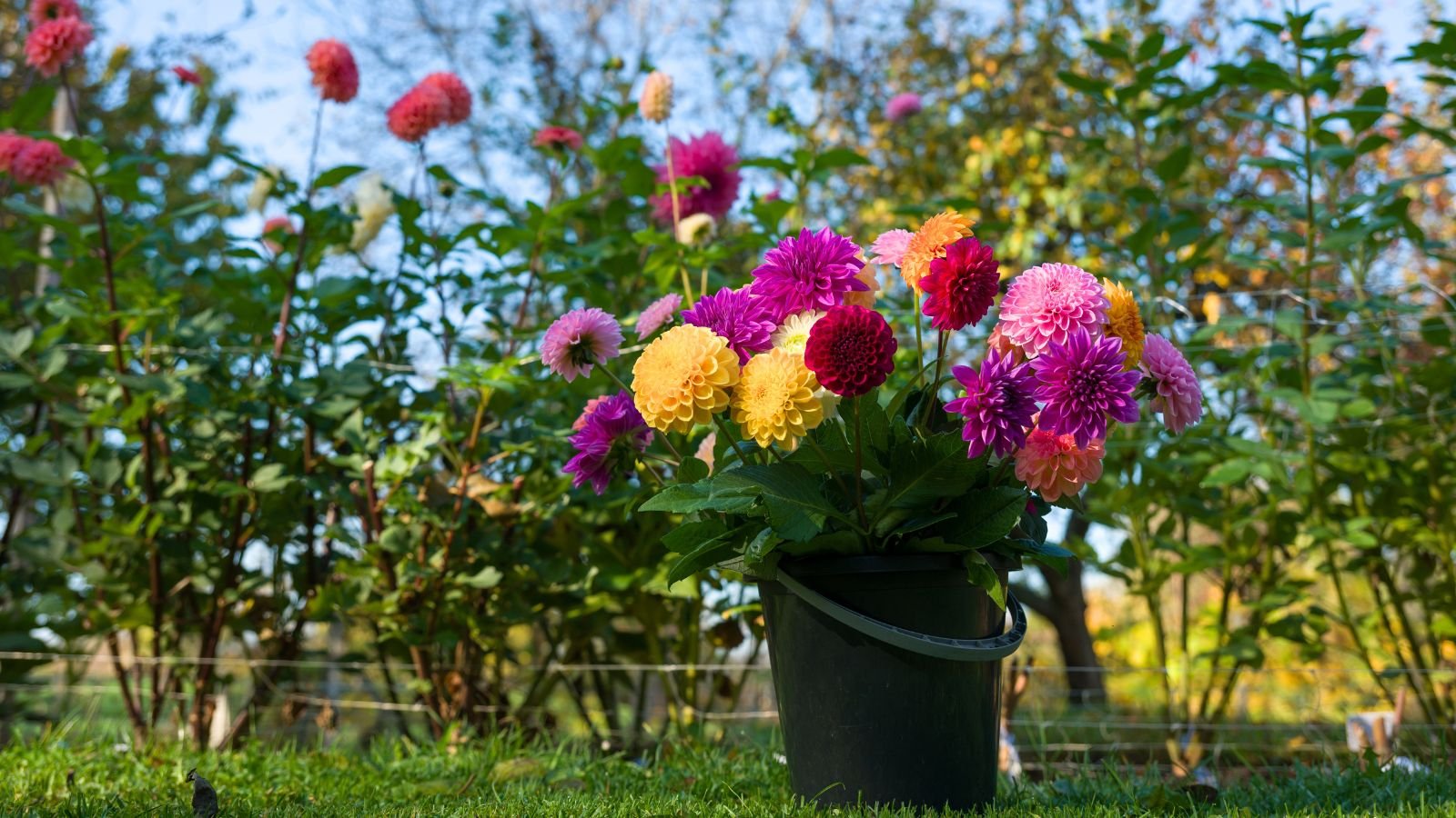 A close-up shot of a black colored bucket filled with various cut blooms, showcasing how to make dahlia flowers last
