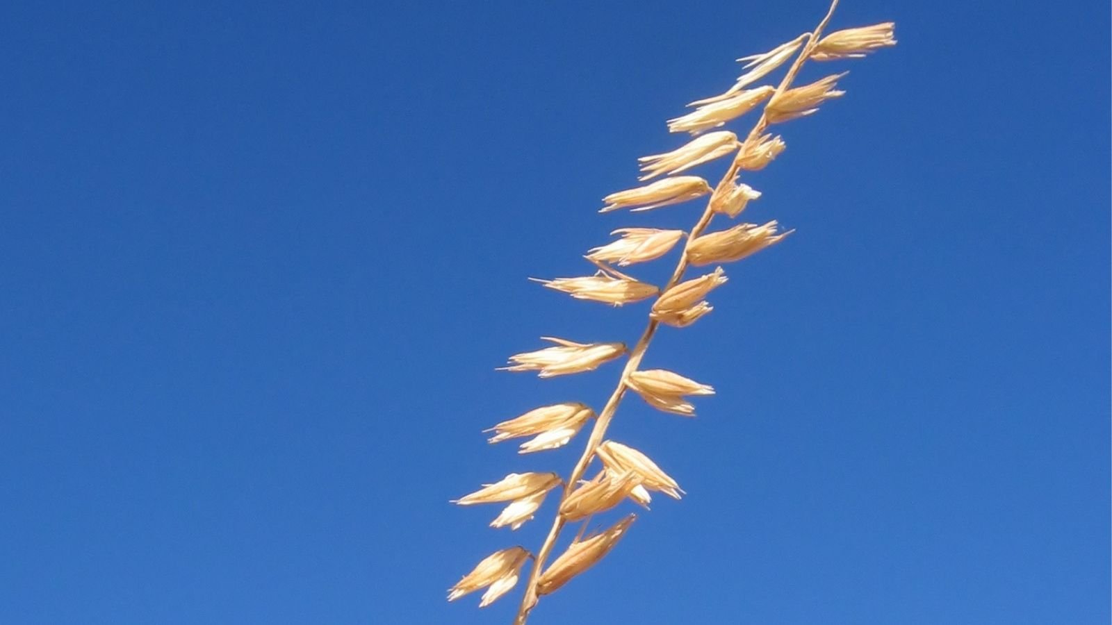 A close-up shot of a single blade of an ornamental plant placed in a bright sunlit area outdoors