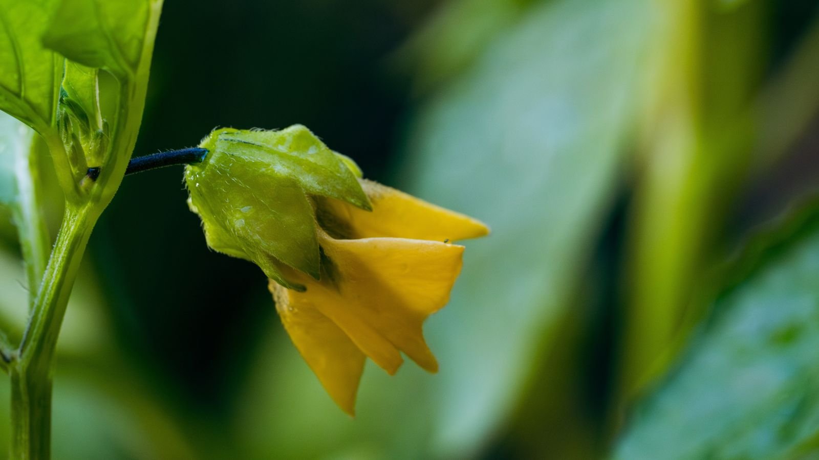 A close-up shot of a bright-yellow colored flower of a fruit-bearing plant situated in a well lit area