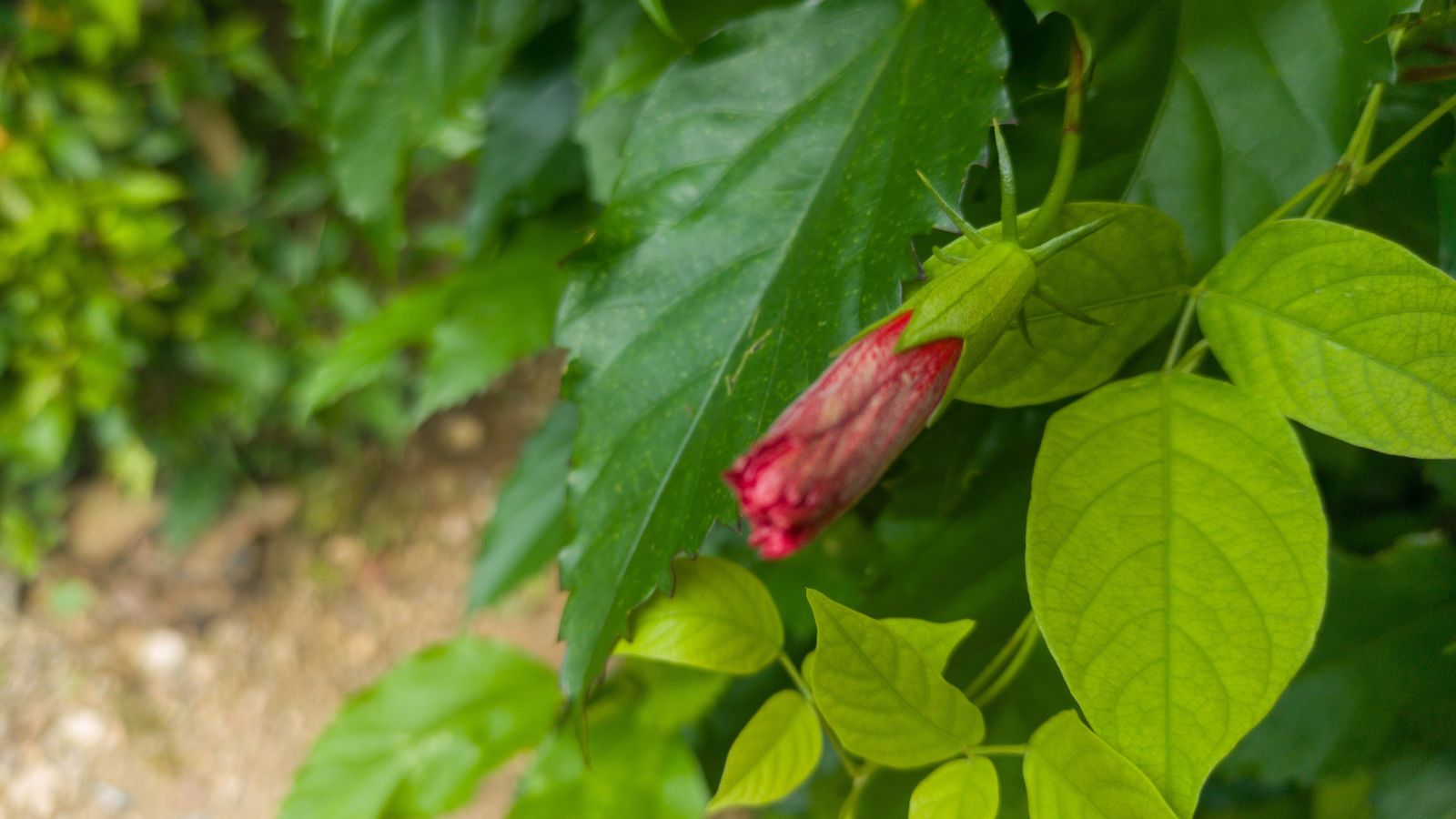 A close-up shot of a bud of a flower that has not opened, growing alongside its green leaves in a well lit area outdoors
