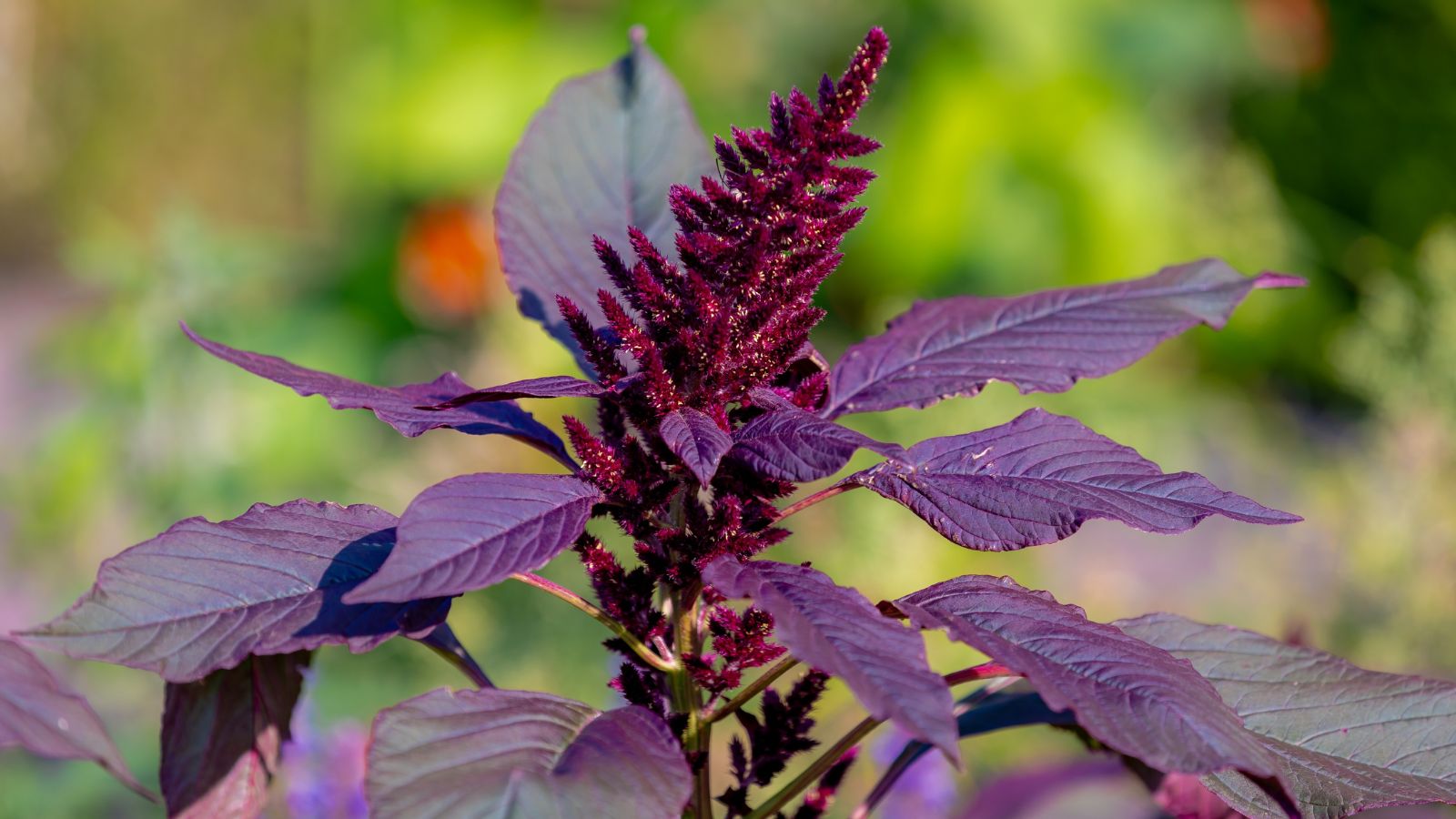 A close-up shot of a burgundy colored flower alongside its foliage situated in a well lit area outdoors