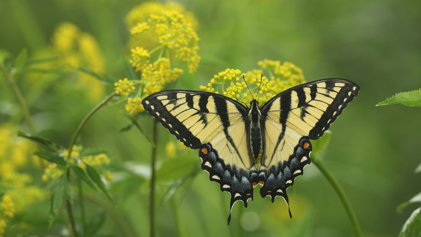A close-up shot of a butterfly sitting on top of a cluster of yellow flowers, all situated in a well lit area outdoors