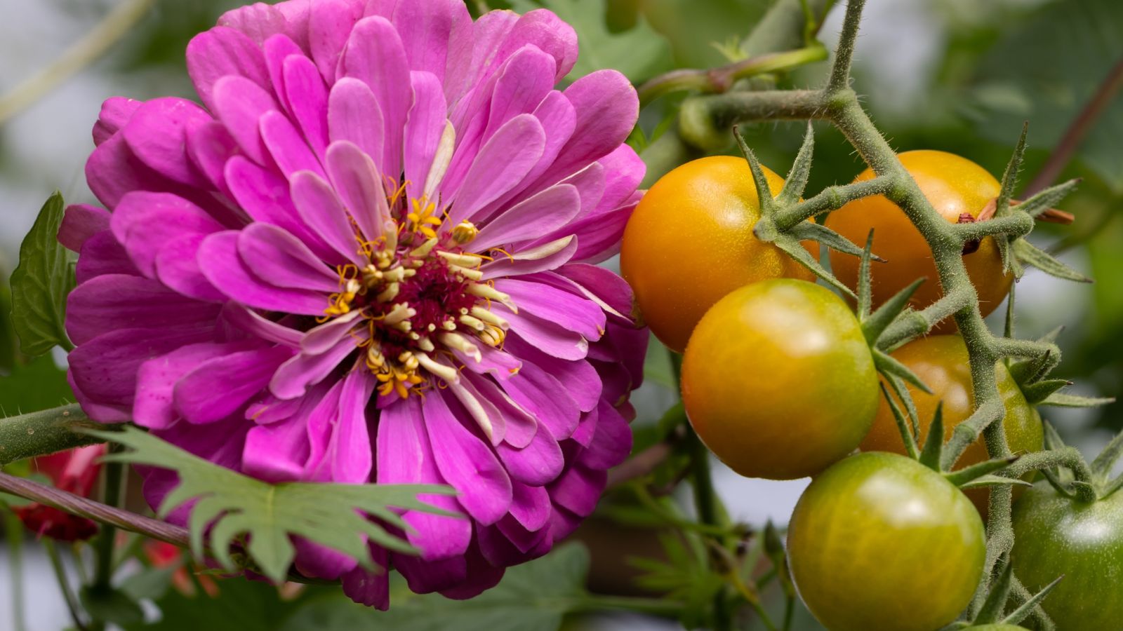A close-up shot of a cluster of compact fruits on vines growing alongside a purple-pink colored flower