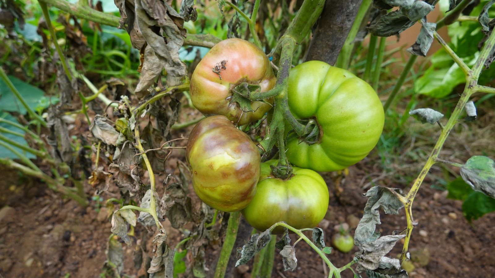 A close-up shot of a cluster of discolored fruits on vines of a plant in a well lit area outdoors