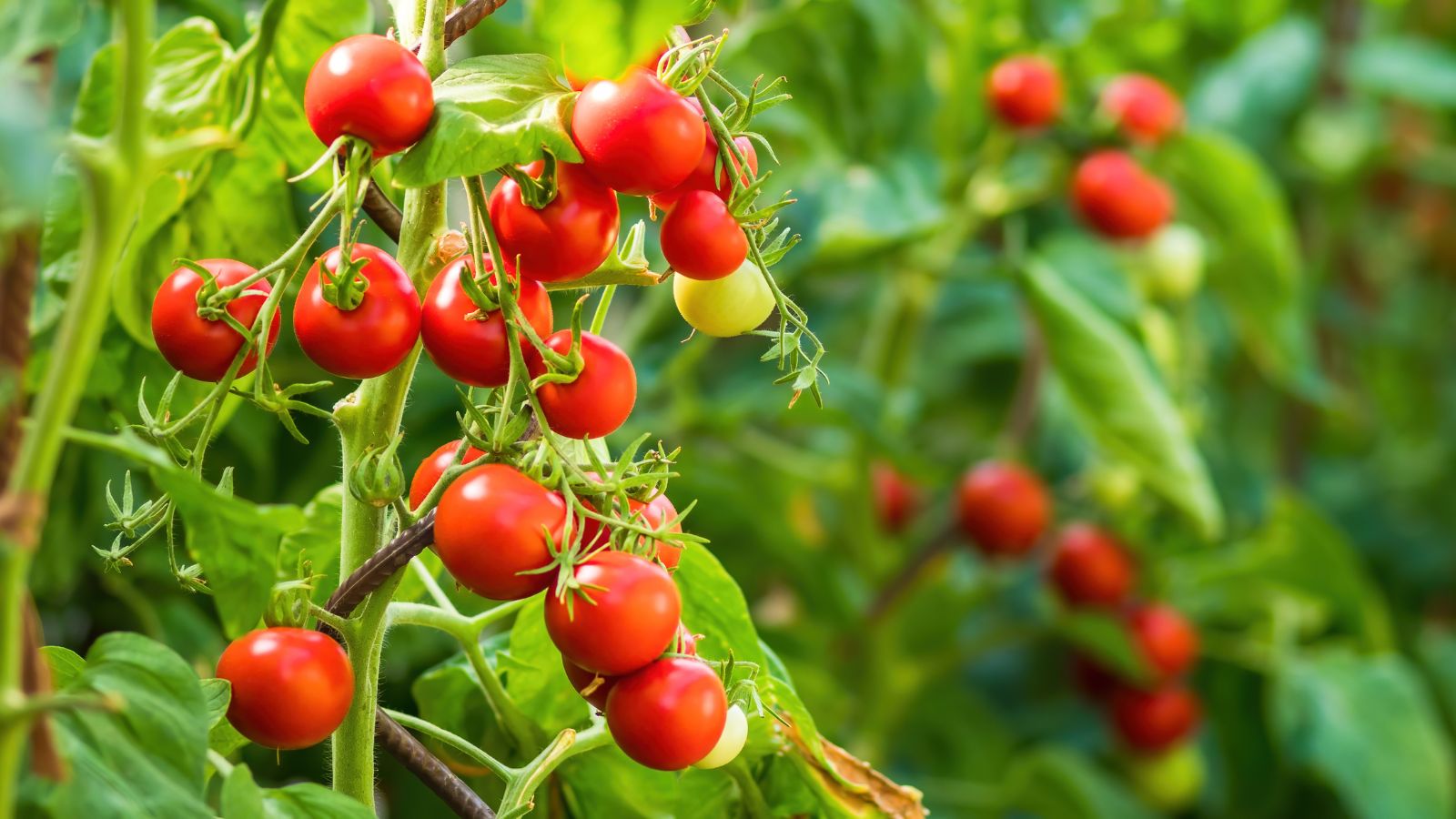 A close-up shot of a cluster of hanging and ripening fruits, alongside its foliage, supported by a stake, showcasing the fall tomato crop