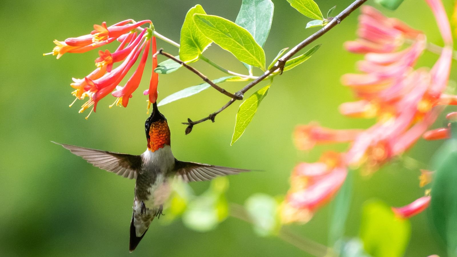 A close-up shot of a cluster of red, tubular flowers with a hummingbird feeding on its nectar, situated in bright sunlight outdoors
