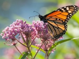 A close-up shot of a cluster of small pink flowers sitting atop a sturdy stem with a butterfly feeding on its nectar, showcasing which regional milkweed to plant