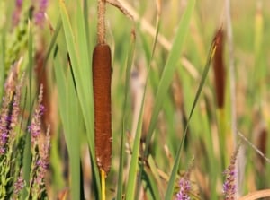 A close-up shot of a composition of cattails and its foliage alongside other plants, showcasing invasive pond weeds