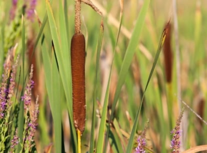 A close-up shot of a composition of cattails and its foliage alongside other plants, showcasing invasive pond weeds