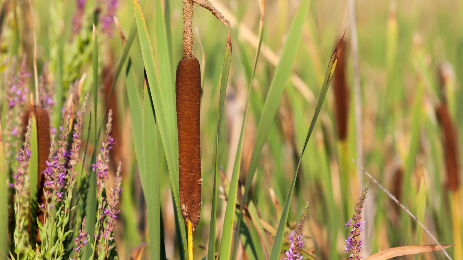 A close-up shot of a composition of cattails and its foliage alongside other plants, showcasing invasive pond weeds