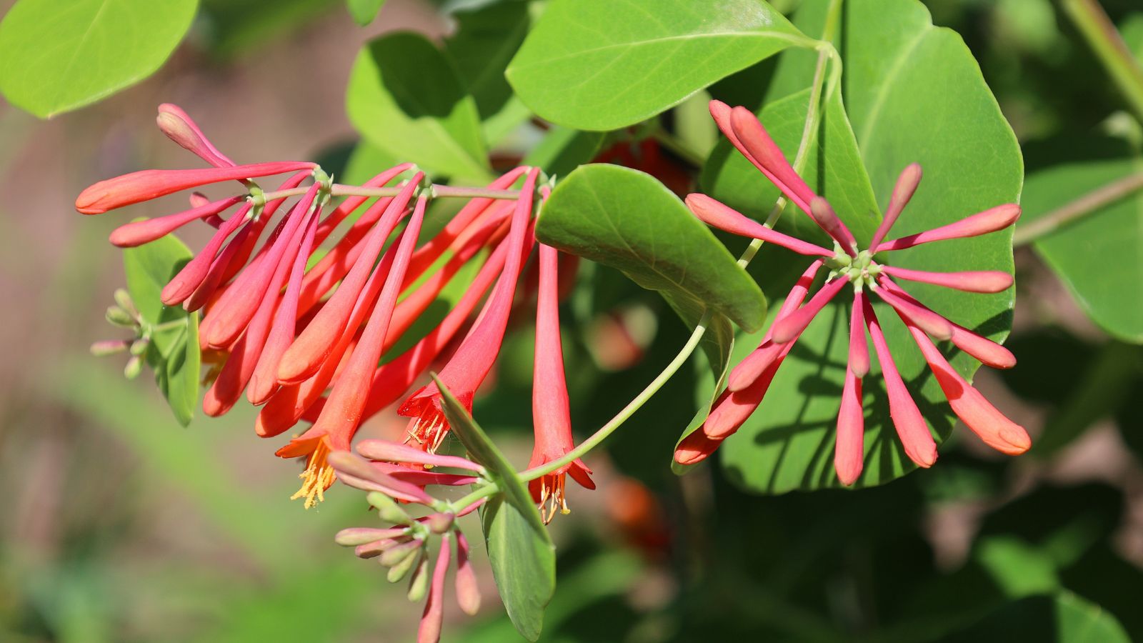 A close-up shot of a composition of clusters of vibrant red tubular flowers and their green leaves, placed in a well lit area outdoors
