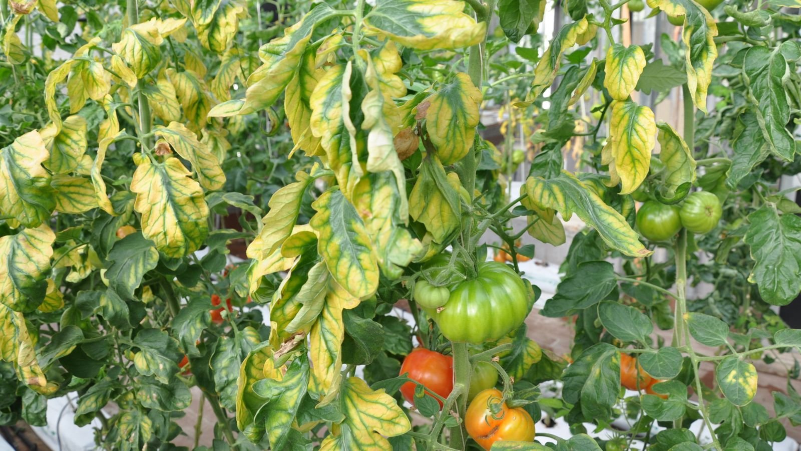 A close-up shot of a composition of crops and its foliage, lacking in microelements, showcasing the yellowing of leaves