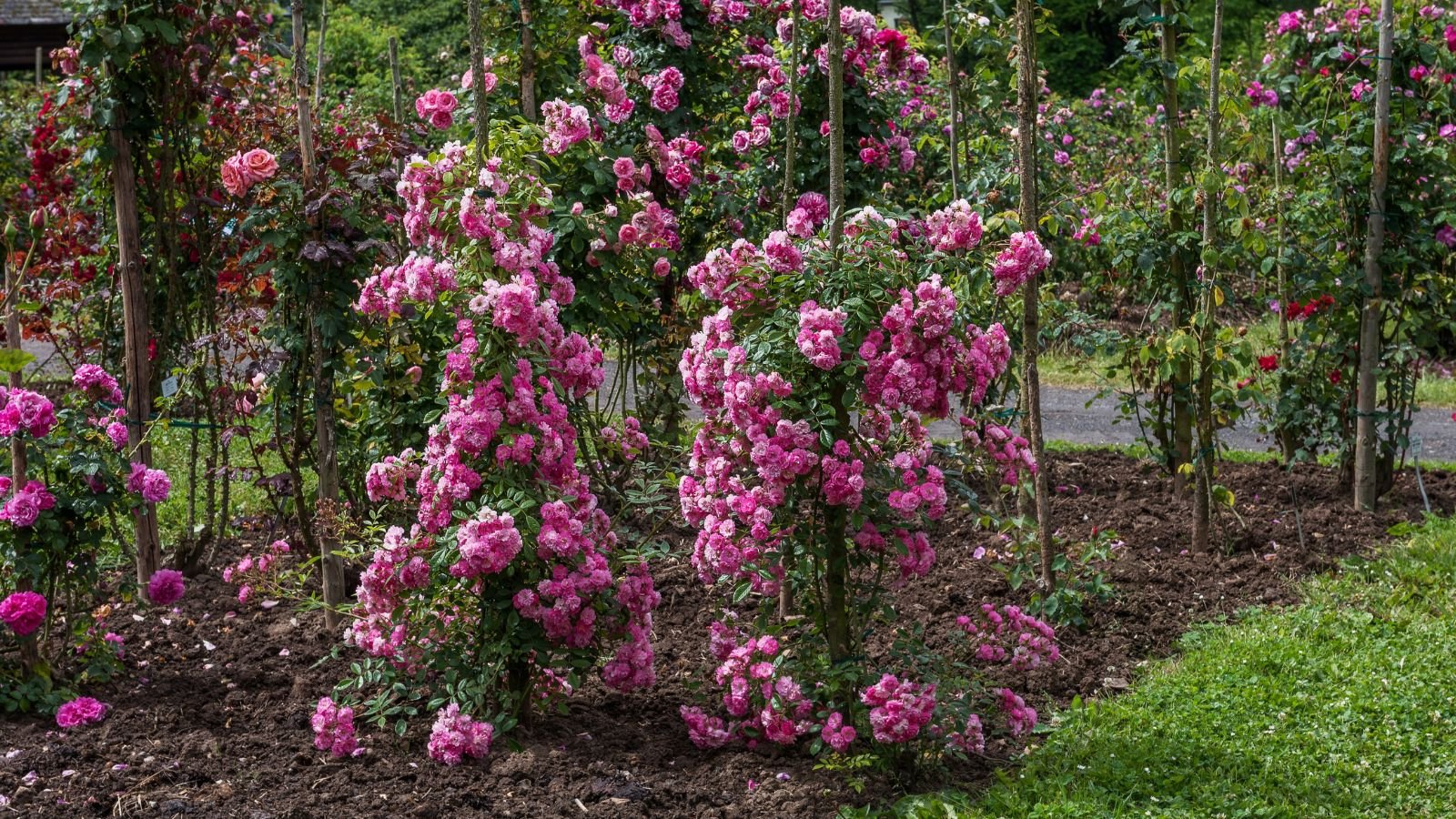 A close-up shot of a composition of deep pink colored flowers growing along a stake, placed in a well lit area outdoors
