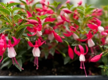 A close-up shot of a composition of pink and white colored blooms, growing alongside its green foliage all placed in a planter, showcasing how to propagate plants August
