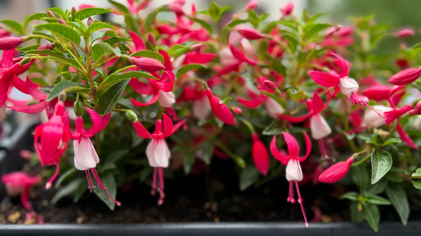 A close-up shot of a composition of pink and white colored blooms, growing alongside its green foliage all placed in a planter, showcasing how to propagate plants August