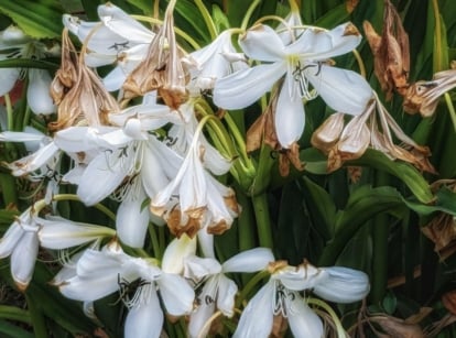 A close-up shot of a composition of white wilting flowers, showcasing when to trim faded lily blooms