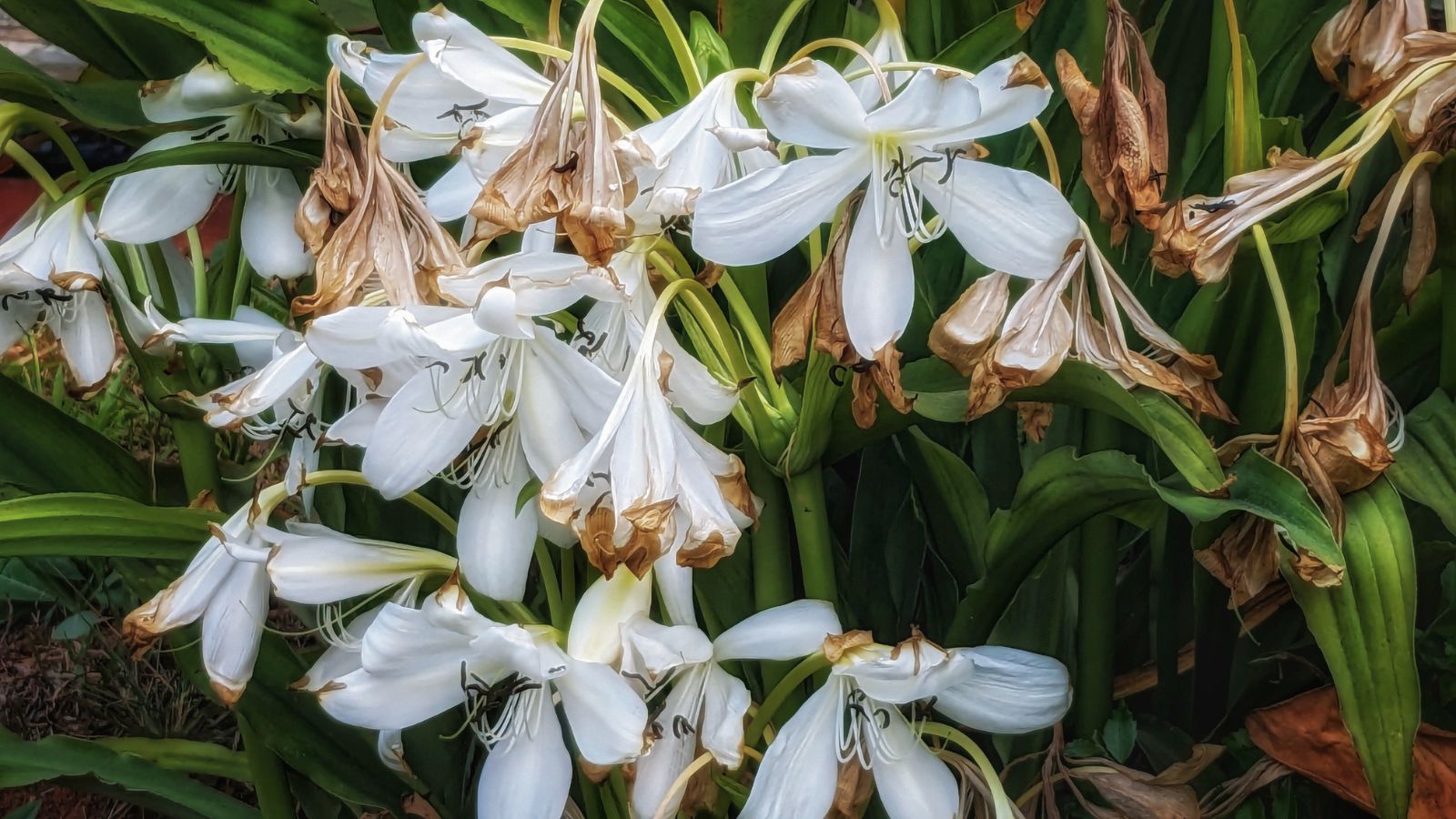 A close-up shot of a composition of white wilting flowers, showcasing when to trim faded lily blooms