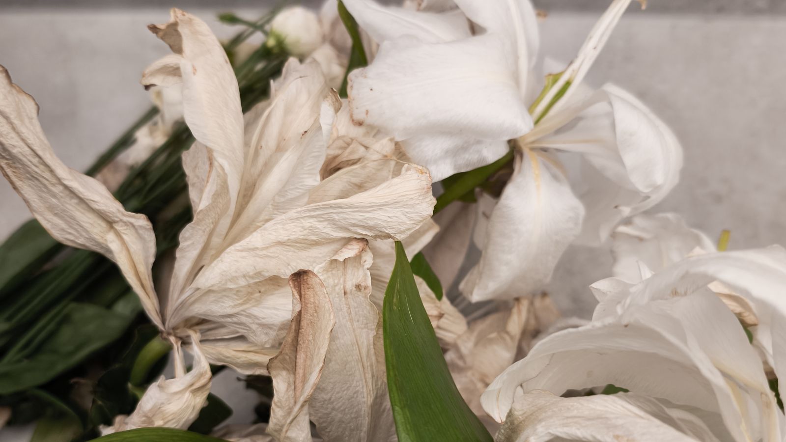 A close-up shot of a composition of white wilting flowers alongside green leaves in a well lit area indoors