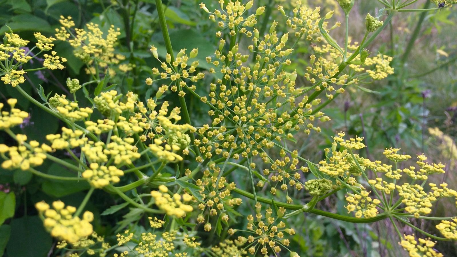 A close-up shot of a composition of yellow colored flowers atop slender stems of an herbaceous perennial in a well lit area outdoors