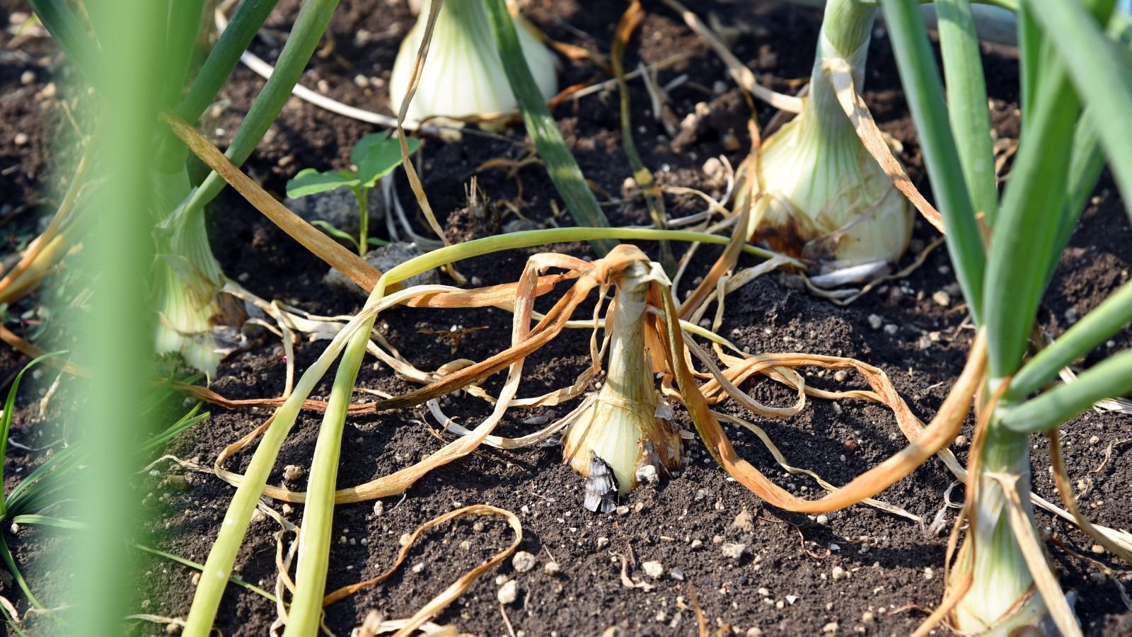 A close-up shot of a crop that is wilting due to a disease, showcasing its wilting and yellowed tops