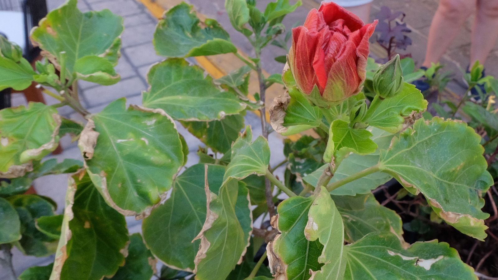 A close-up shot of a damaged flower shrub caused by too much sunlight exposure in a well lit area outdoors