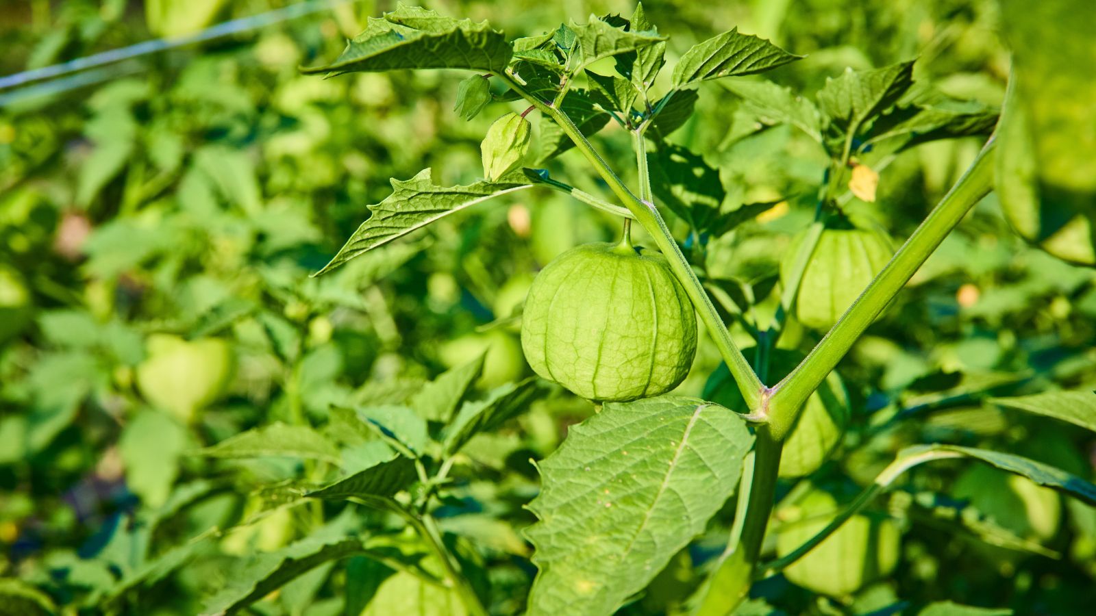 A close-up shot of a developing crop basking in bright sunlight outdoors