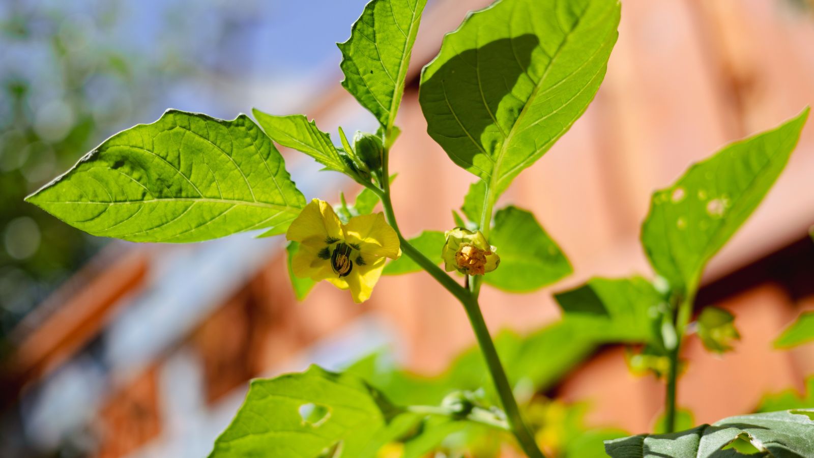 A close-up shot of a developing crop, showcasing its yellow flower and large leaves siituated in a well lit area outdoors