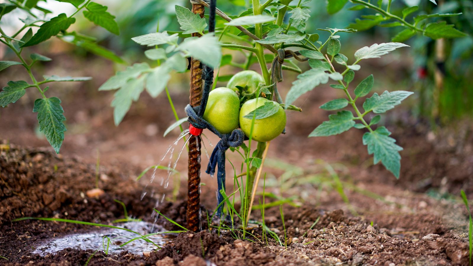 A close-up shot of a developing crop with a drip tape irrigation system providing water to the soil ground at the base of the plant