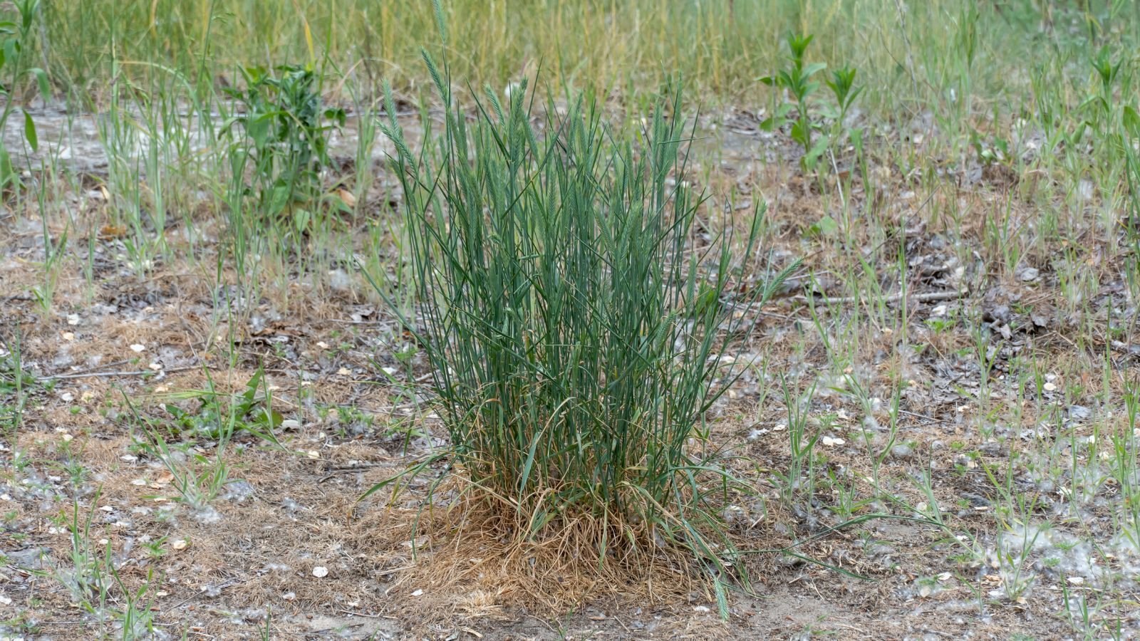 A close-up shot of a developing seedling of an ornamental plant placed in rich rocky soil outdoors