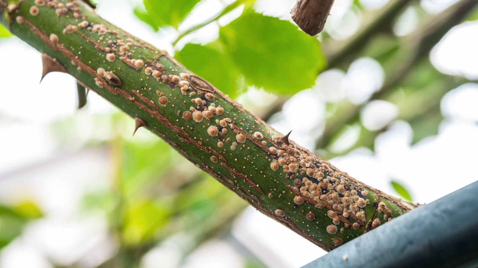 A close-up shot of a diseased and thorny branch of a shrub showcasing the severity of the damage, placed in a well lit area outdoors
