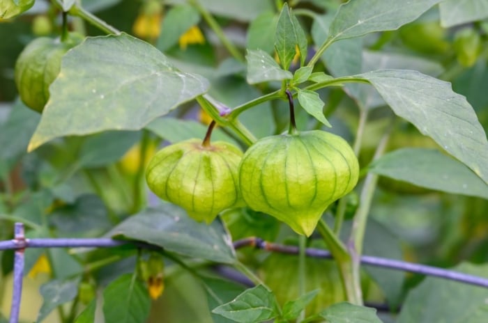 A close-up shot of a fruit-bearing plant with fruits covered in a papery husk that shows why tomatillo not producing fruit