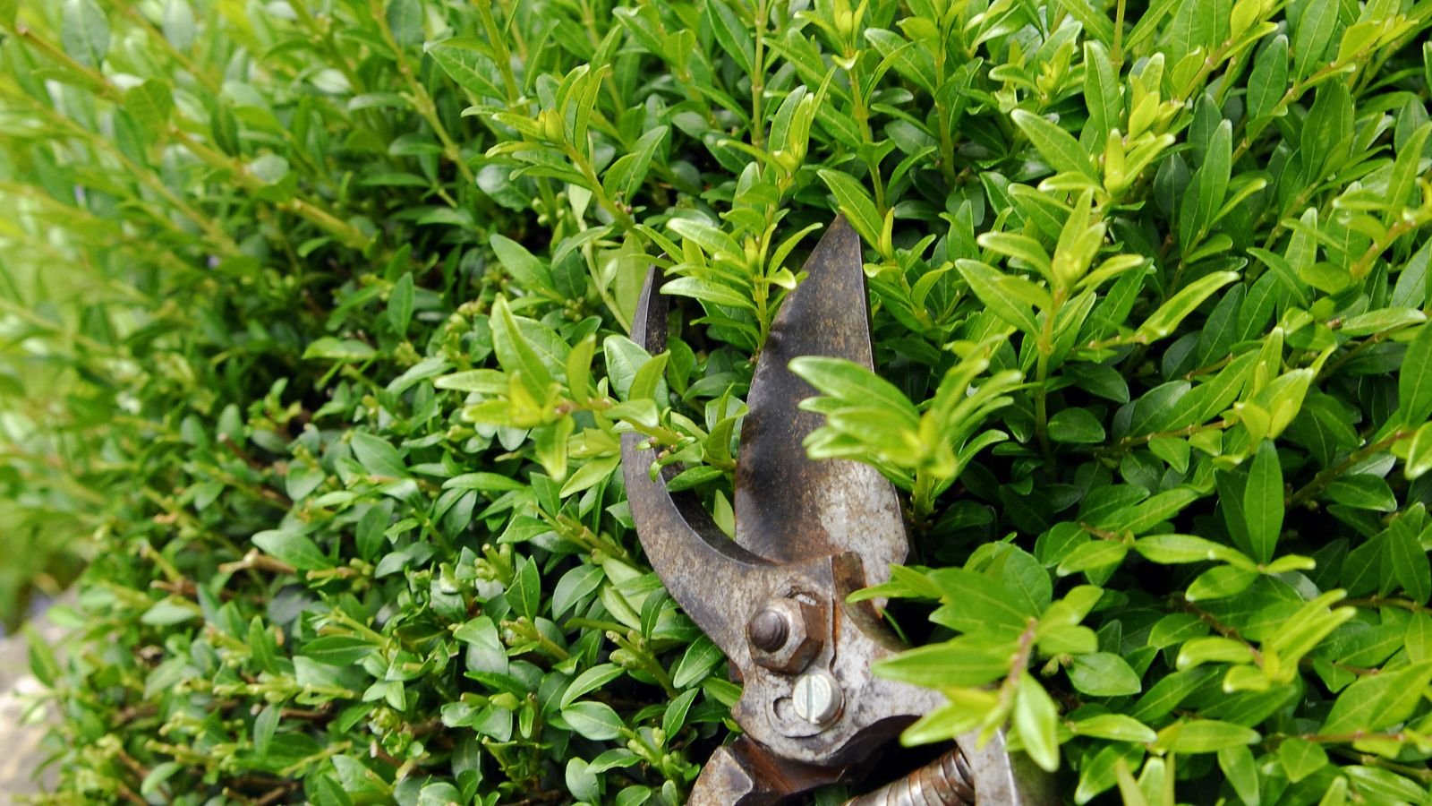 A close-up shot of a hand pruner in the process of trimming stems of a flowering plant in a well lit area outdoors