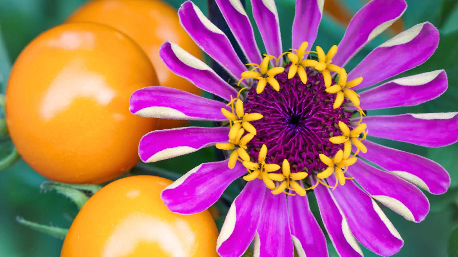 A close-up shot of a large amethyst colored flower alongside orange compact fruits in a well lit area