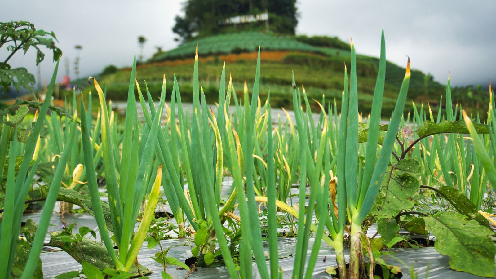 A close-up shot of a large composition of developing allium crops under an overcast weather