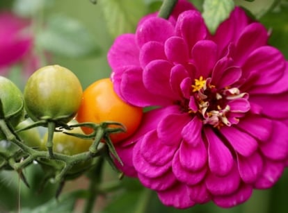 A close-up shot of a large purple colored flower, growing alongside a cluster of ripening fruits, showcasing intercropping zinnias with tomatoes