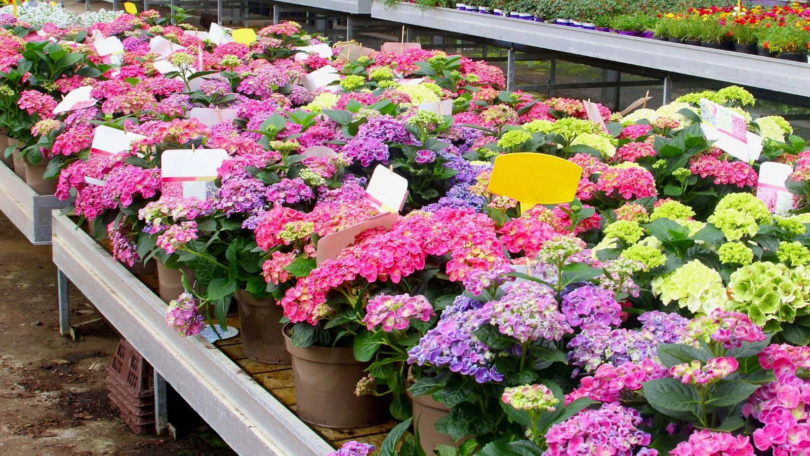 A close-up shot of a large table with several potted hydrangea flowers on sale, all situated in a large greenhouse area