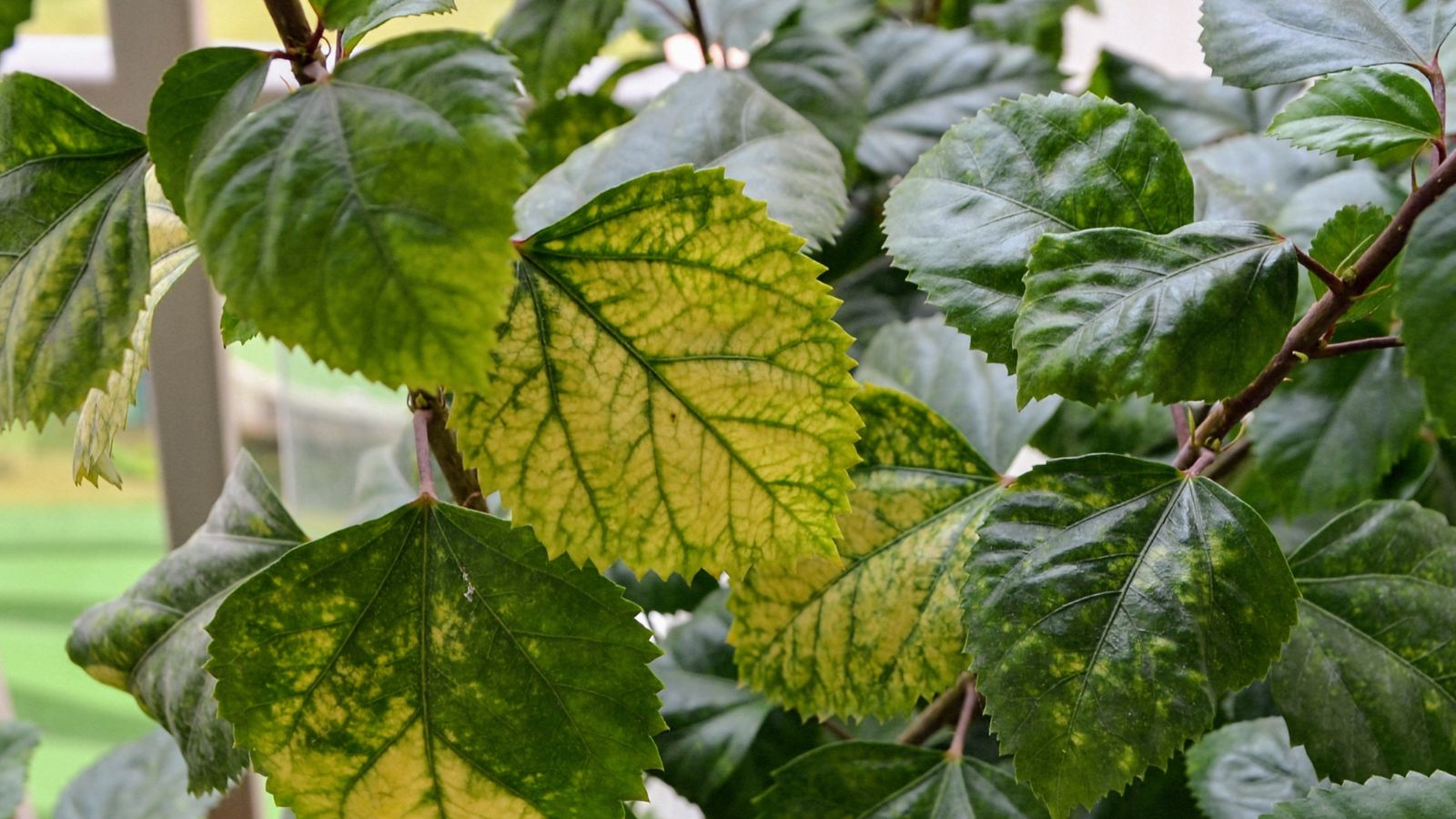 A close-up shot of a leaf of a shrub, showing signs of nutrient deficiency, highlighting its yellowing leaves in a well lit area