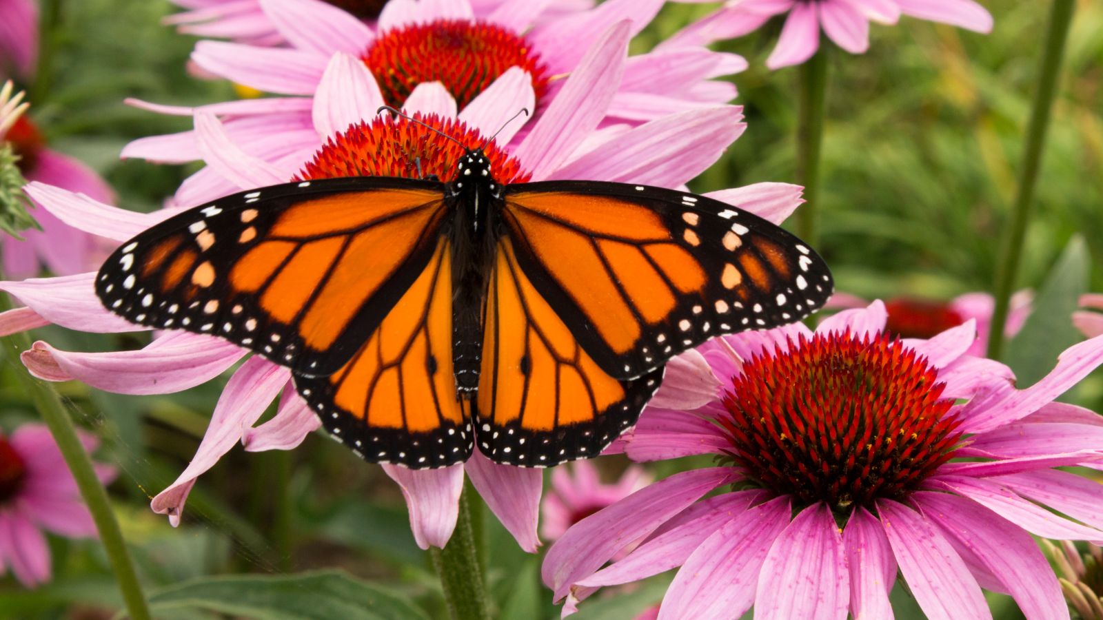 A close-up shot of a monarch butterfly feeding on nectar of a composition of pink flowers, showcasing late summer pollinator plants