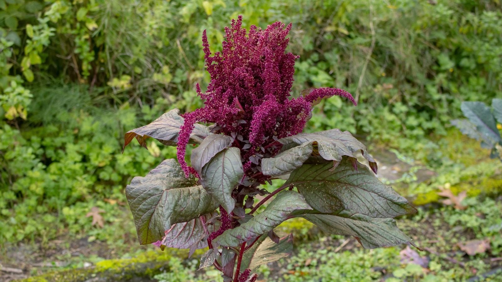 A close-up shot of a newly transplanted flowering plant showcasing it deep burgundy colored blooms in a well lit area outdoors