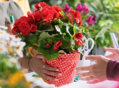 A close-up shot of a person handing over a small composition of potted red flowers, showcasing nursery bargains during late summer