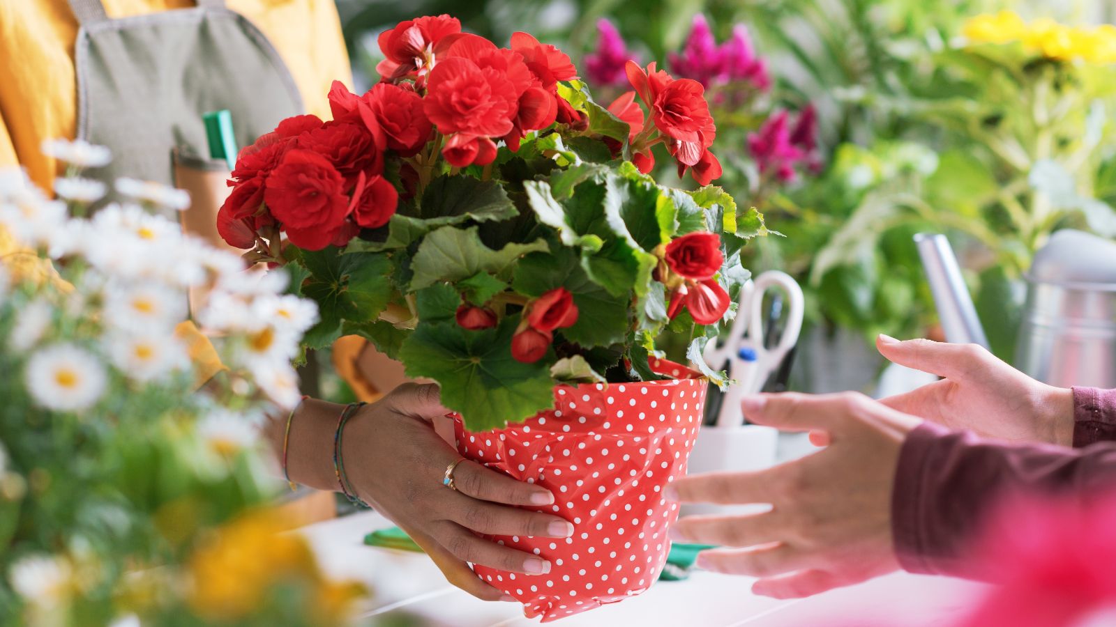 A close-up shot of a person handing over a small composition of potted red flowers, showcasing nursery bargains during late summer