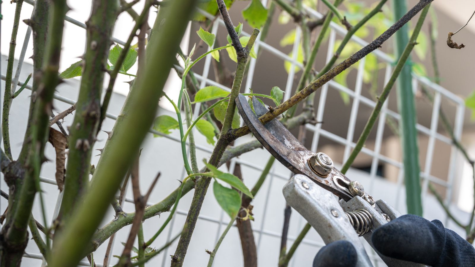 A close-up shot of a person in the process of cutting diseased branches of a shrub, placed in a well lit area outdoors