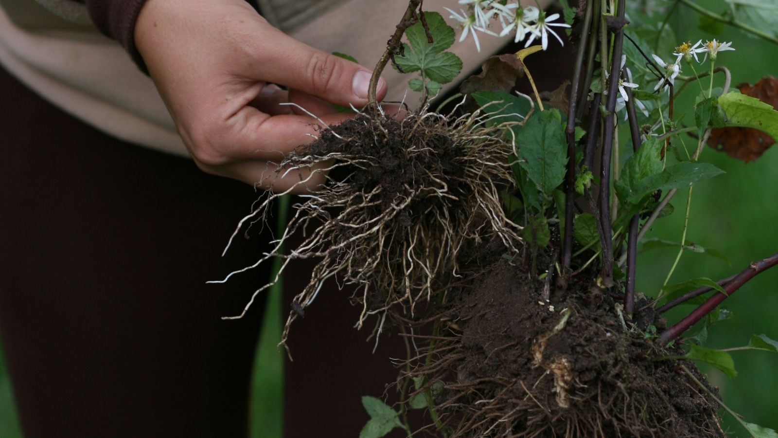 A close-up shot of a person in the process of dividing clumps of flowers with exposed roots in a well lit area outdoors