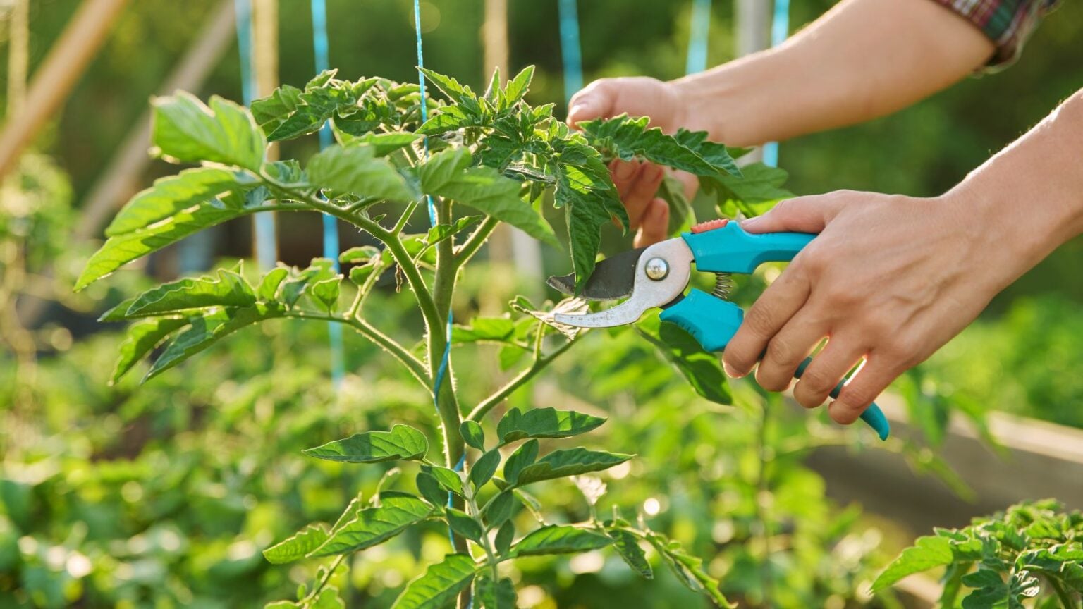 Growing Giant Vegetables: 5 Tips to Get The Biggest Crops
