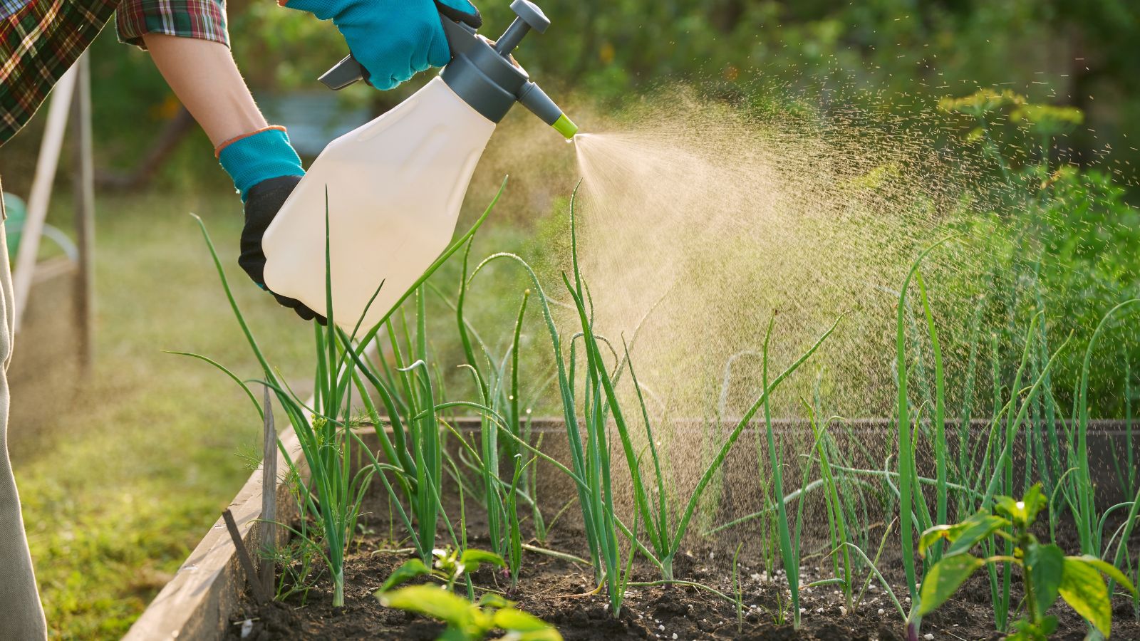 A close-up shot of a person in the process of using a misting bottle to provide liquid fertilizer to allium crops in a well lit area outdoors