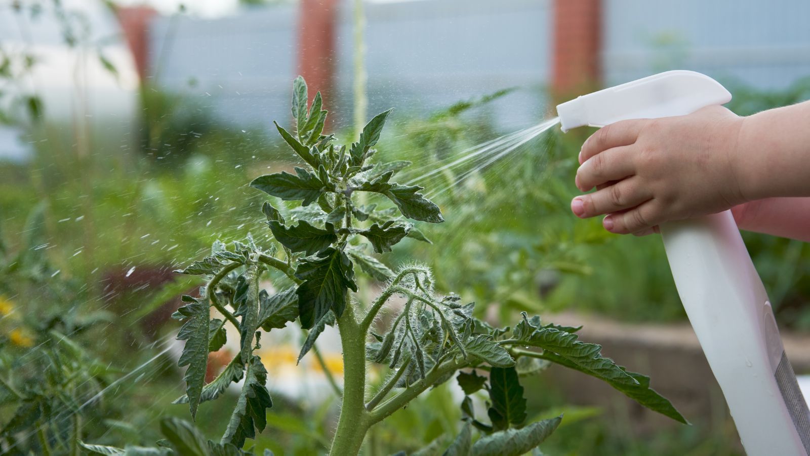 A close-up shot of a person in the process of using a spray bottle to provide liquid fertilizer to crops placed in a well lit area outdoors